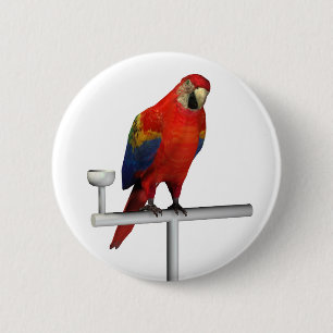 Scarlet Macaw Knapp