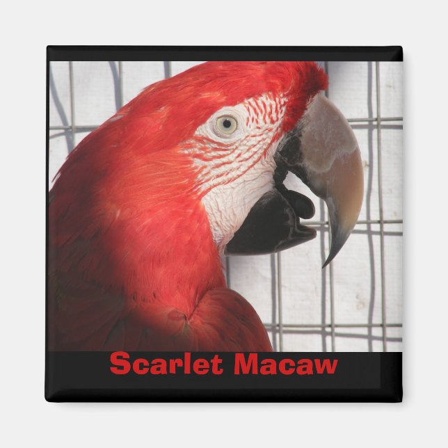 Scarlet Macaw Magnet (Framsidan)