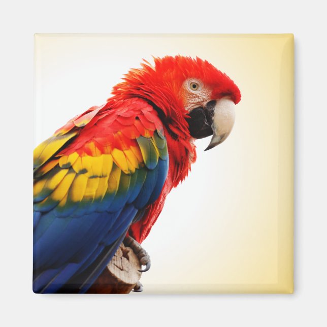 Scarlet Macaw Magnet (Framsidan)