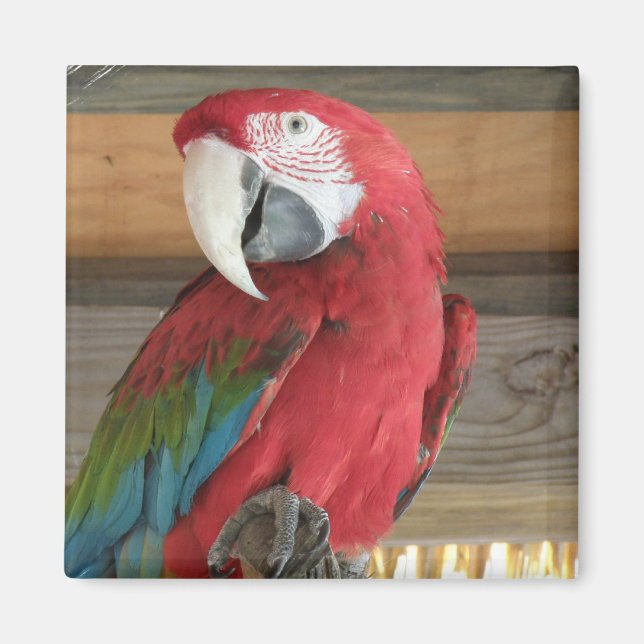 Scarlet Macaw Magnet (Framsidan)