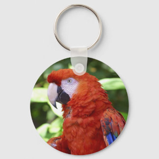 scarlet macaw nyckelring