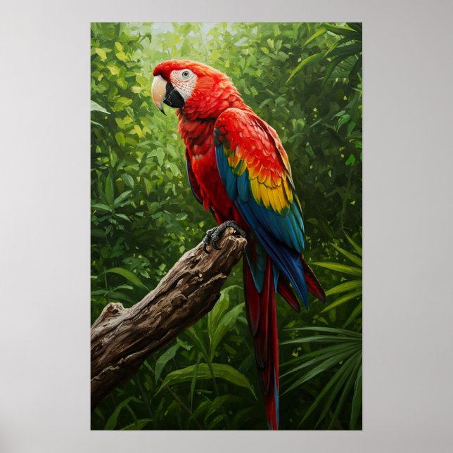 Scarlet Macaw-Oljemålning Poster (Framsidan)