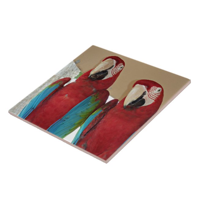 Scarlet Macaw Par Tropical Kakel Illustration (Sidan)