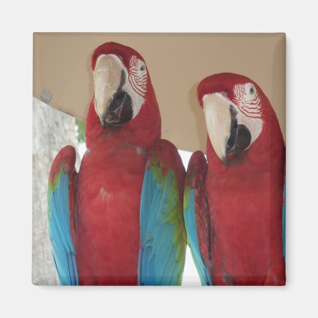 Scarlet Macaw Par Tropisk Illustration Magnet (Framsidan)