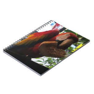Scarlet Macaw Parrot Eating Toast Anteckningsbok