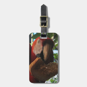 Scarlet Macaw Parrot Eating Toast Bagagebricka