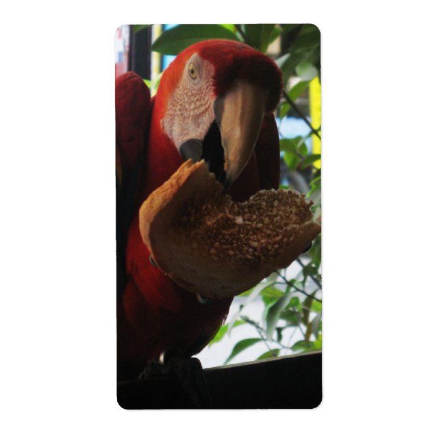 Scarlet Macaw Parrot Eating Toast Fraktsedel (Framsidan)