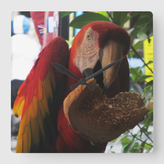 Scarlet Macaw Parrot Eating Toast Fyrkantig Klocka (Framsida)