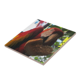 Scarlet Macaw Parrot Eating Toast Kakelplatta