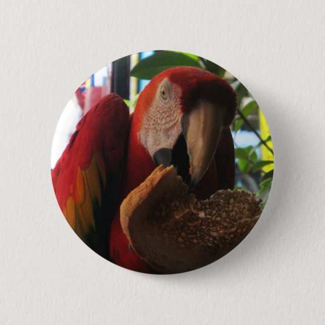 Scarlet Macaw Parrot Eating Toast Knapp (Framsida)