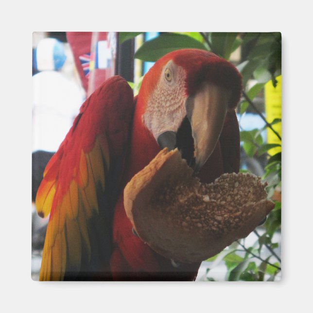 Scarlet Macaw Parrot Eating Toast Magnet (Framsidan)