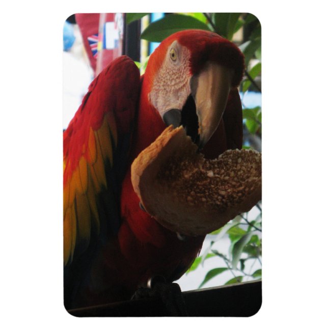 Scarlet Macaw Parrot Eating Toast Magnet (Vertikal)