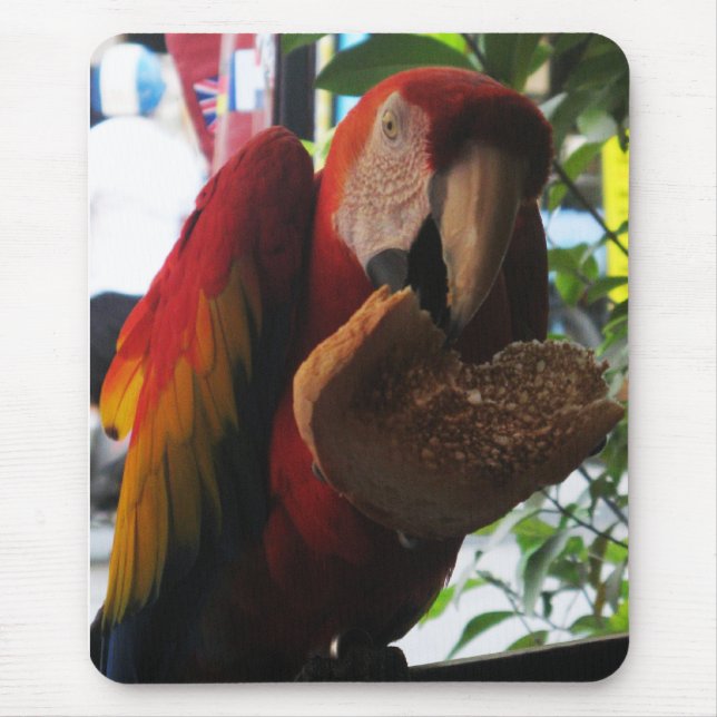 Scarlet Macaw Parrot Eating Toast Musmatta (Framsidan)