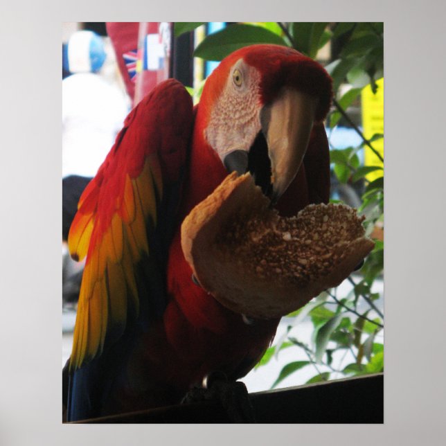 Scarlet Macaw Parrot Eating Toast Poster (Framsidan)