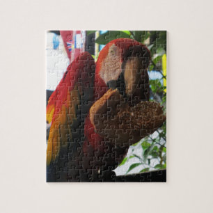 Scarlet Macaw Parrot Eating Toast Pussel