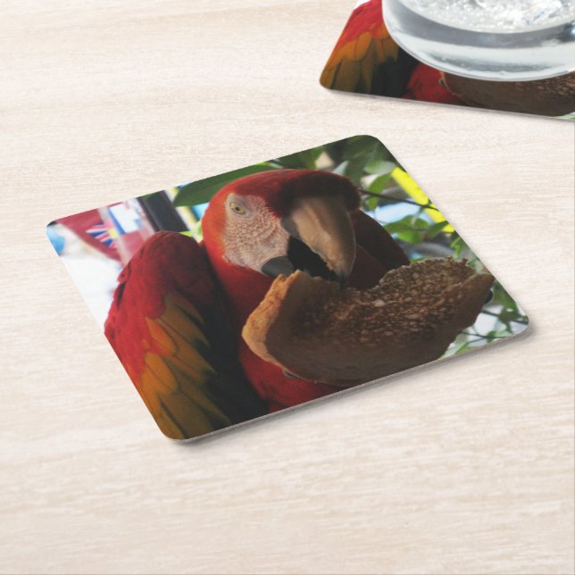 Scarlet Macaw Parrot Eating Toast Underlägg Papper Kvadrat (Vinklad)