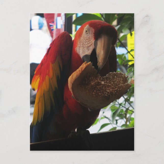 Scarlet Macaw Parrot Eating Toast Vykort (Framsida)