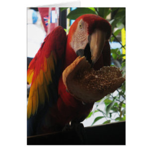 Scarlet Macaw Parrot EEG-kort Hälsningskort