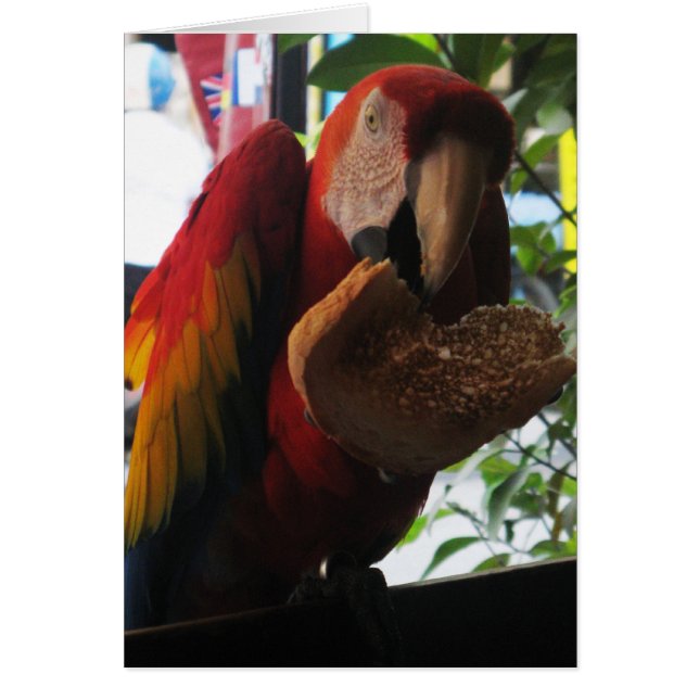 Scarlet Macaw Parrot EEG-kort Hälsningskort (Framsidan)