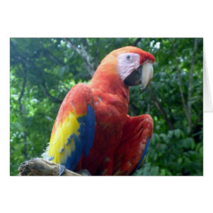 scarlet macaw perch hälsningskort
