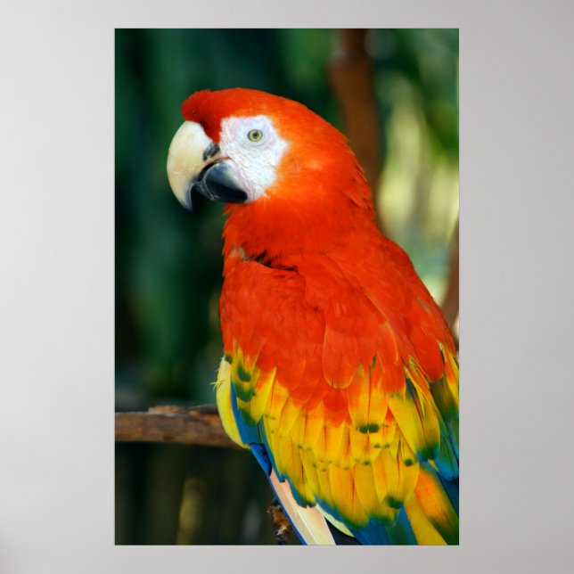 Scarlet Macaw Poster (Framsidan)