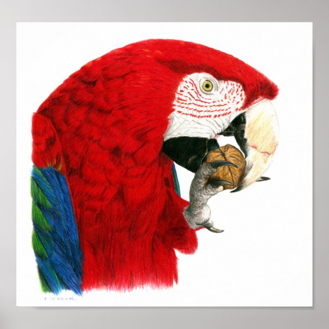 Scarlet Macaw Poster (Framsidan)