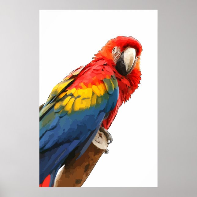 scarlet macaw Poster (Framsidan)