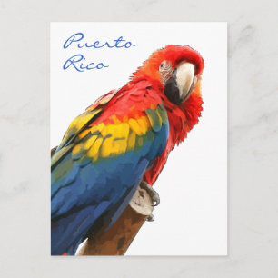 Scarlet Macaw Puerto Rico-vykort Vykort