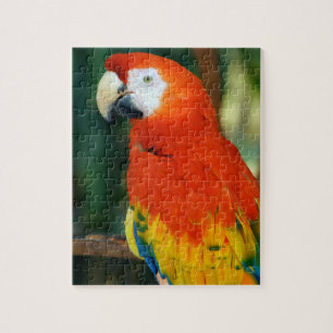 Scarlet Macaw Pussel