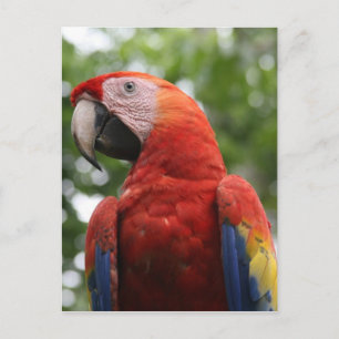 scarlet macaw Red Vykort