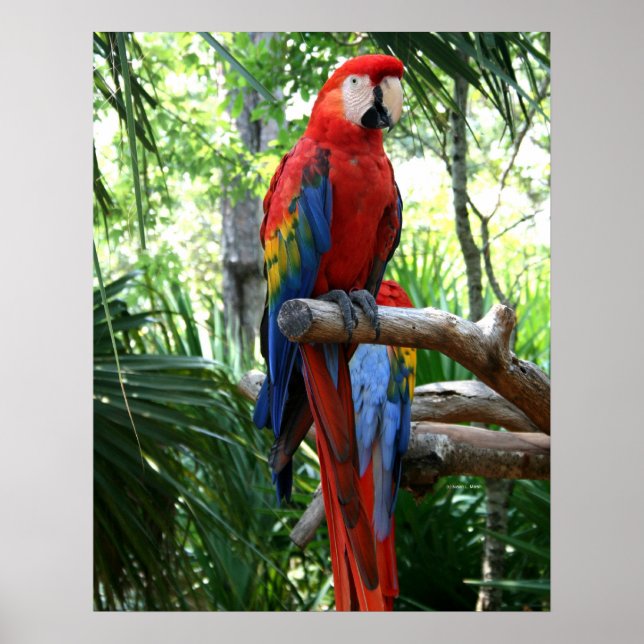 Scarlet macaw, röd macaw-fotografi poster (Framsidan)