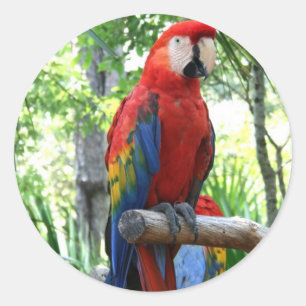 Scarlet macaw, röd macaw-fotografi runt klistermärke