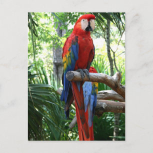 Scarlet macaw, rödmakafotografi vykort