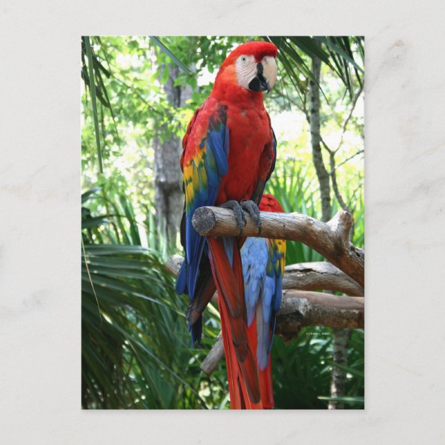 Scarlet macaw, rödmakafotografi vykort (Framsida)
