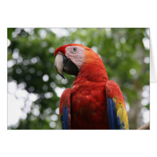 scarlet macaw roja hälsningskort