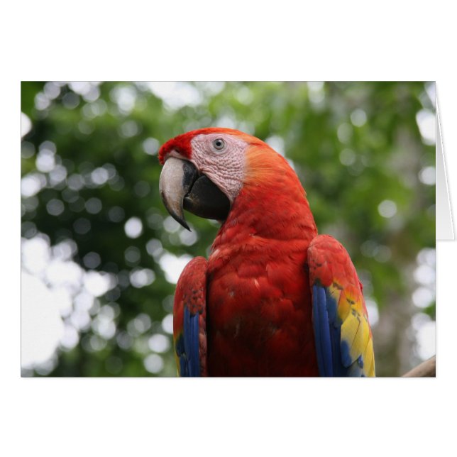 scarlet macaw roja hälsningskort (Framsidan Horizontal)