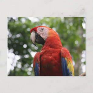 scarlet macaw rojo vykort