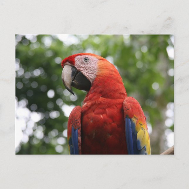 scarlet macaw rojo vykort (Framsida)