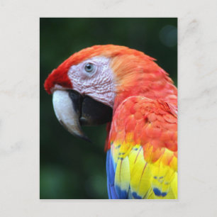 scarlet macaw söt vykort
