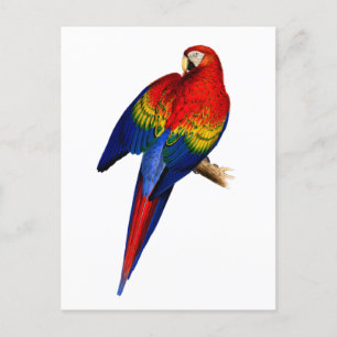 Scarlet Macaw Tropical Colorful Rain Forest Bird Vykort