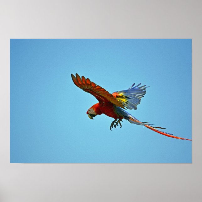 Scarlet Macaw under flygning Poster (Framsidan)