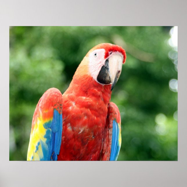 scarlet macaw-vän poster (Framsidan)