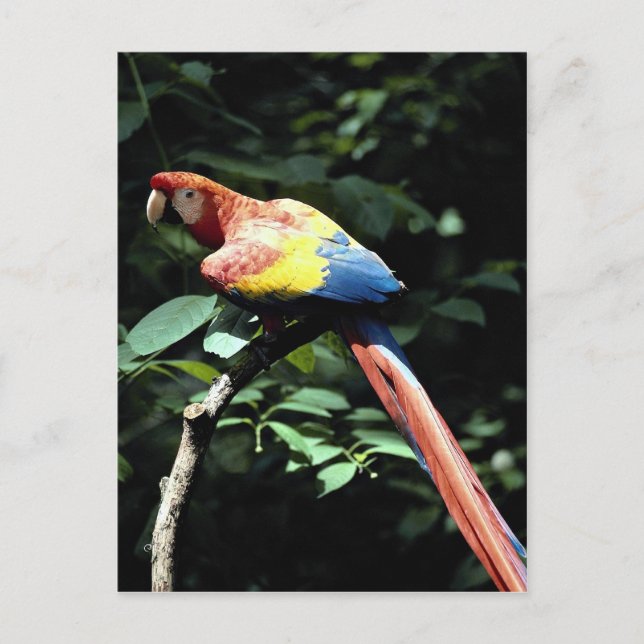 Scarlet macaw vykort (Framsida)