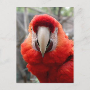 Scarlet Macaw Vykort