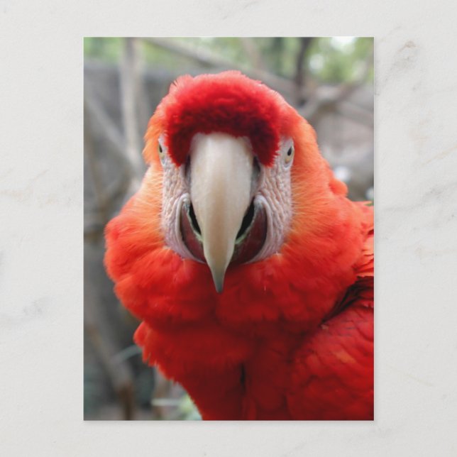 Scarlet Macaw Vykort (Framsida)