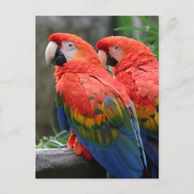 Scarlet Macaw Vykort (Framsida)