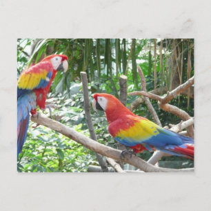 Scarlet Macaw Vykort