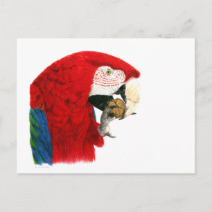 Scarlet Macaw-vykort Vykort