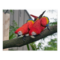 Scarlet Macaws