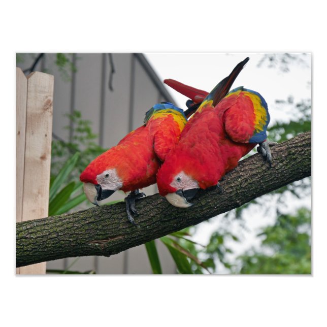 Scarlet Macaws Fototryck (Framsidan)